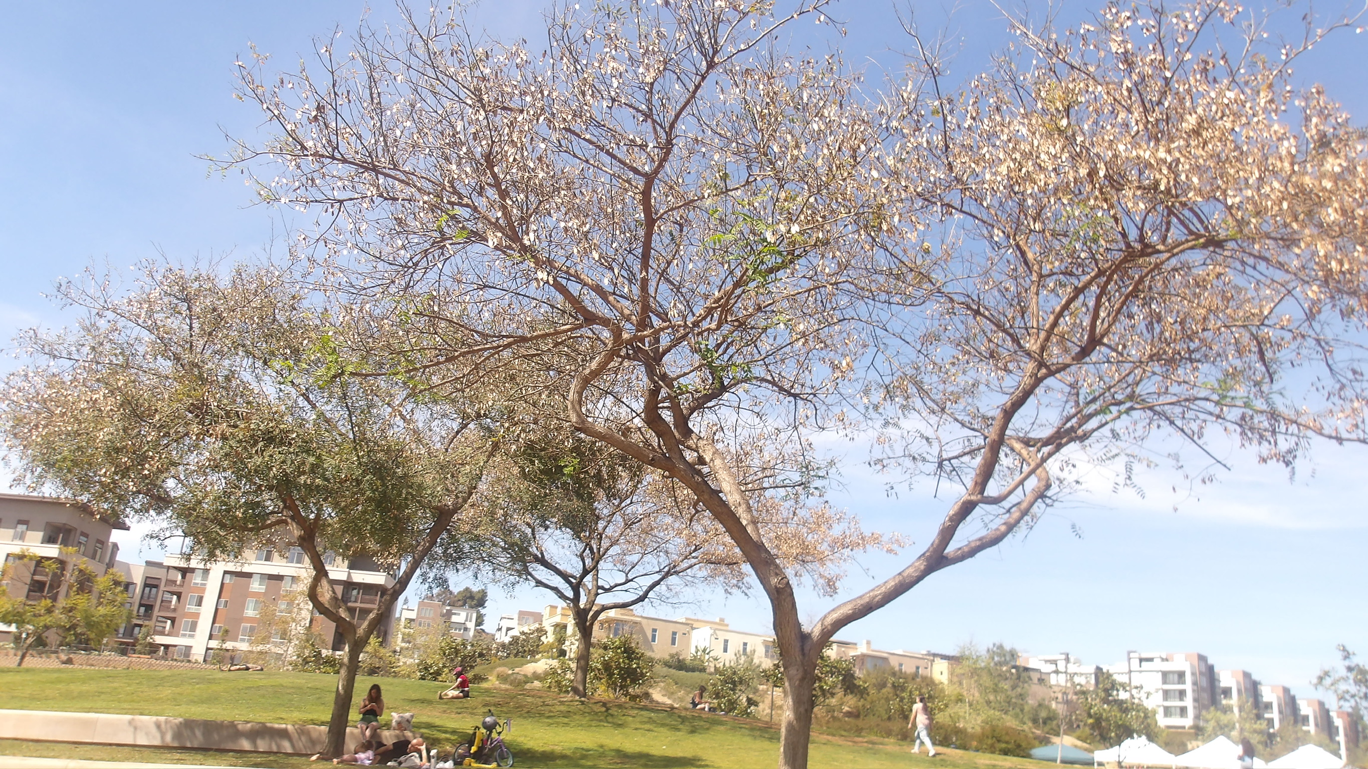CALIFORNIA SPRING 26 photo